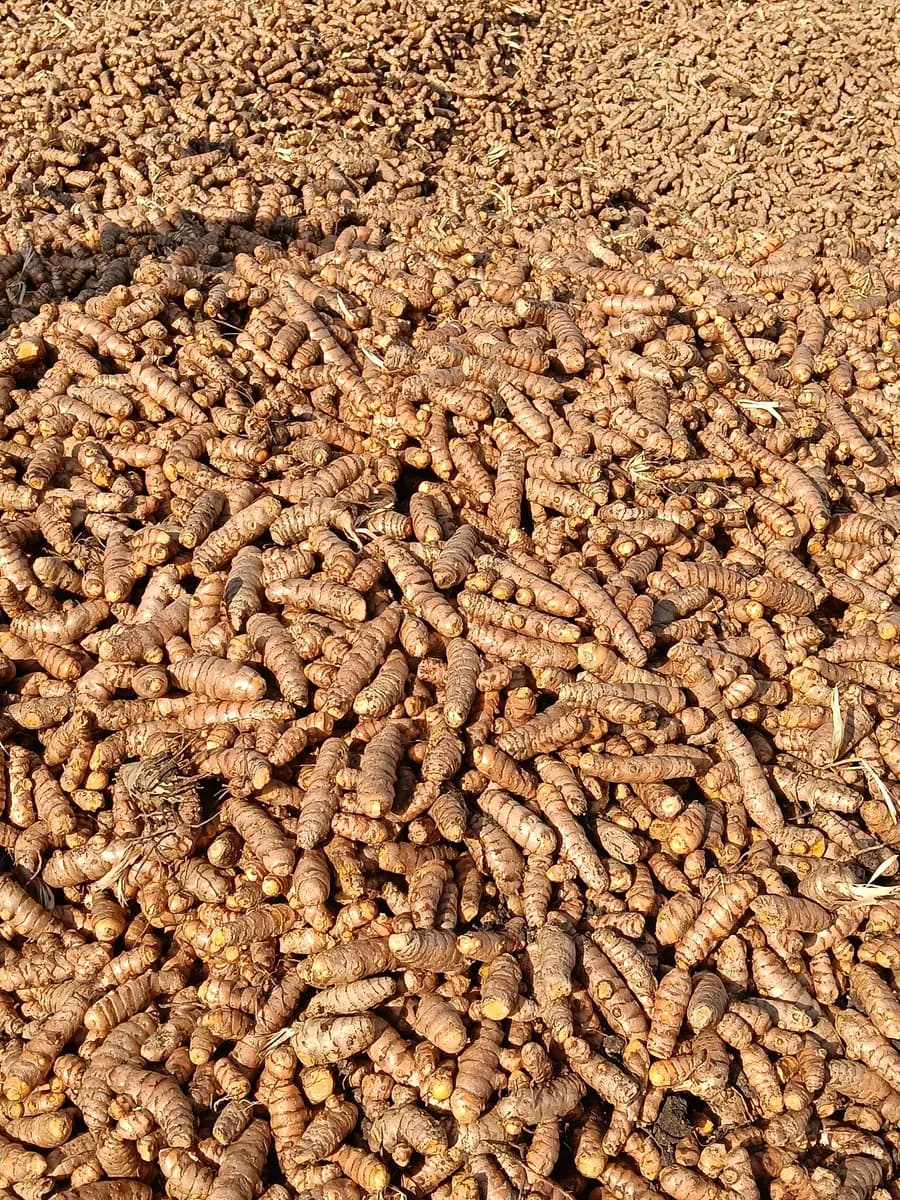 हळदीचे बेने विक्रीसाठी उपलब्ध!