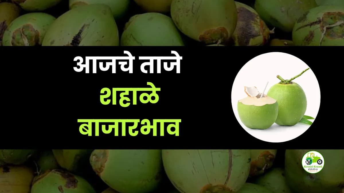 आजचे शहाळे बाजारभाव