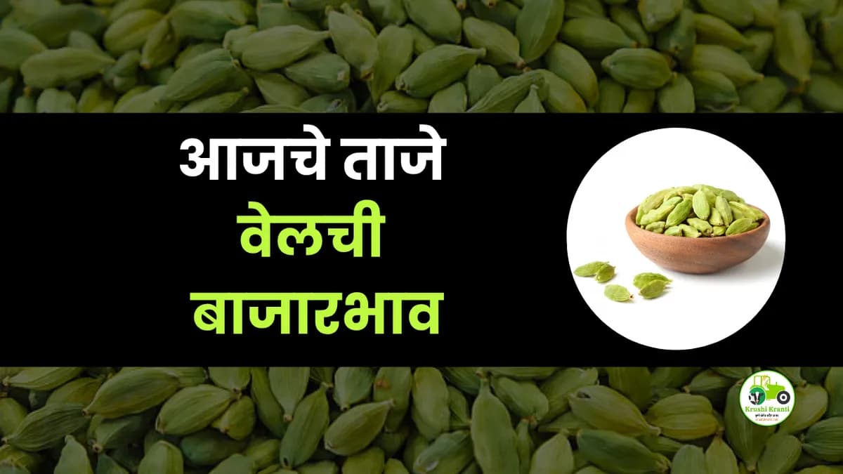 आजची वेलची बाजारभाव