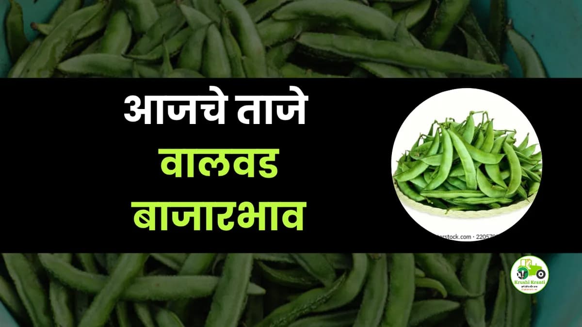 आजचे वालवड बाजारभाव