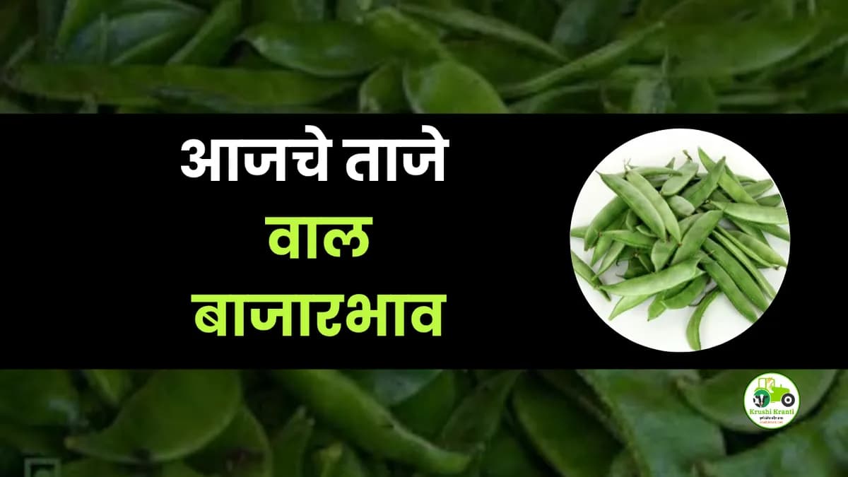 आजचे वाल बाजारभाव