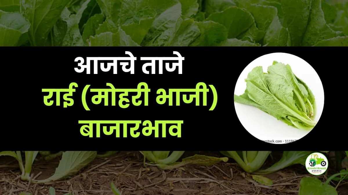 आजची राई(मोहरी भाजी) बाजारभाव