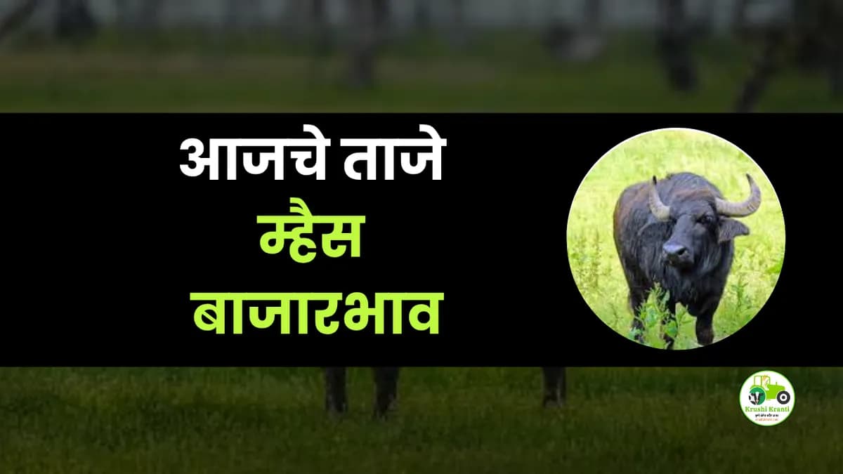 आजचे म्हैस बाजारभाव