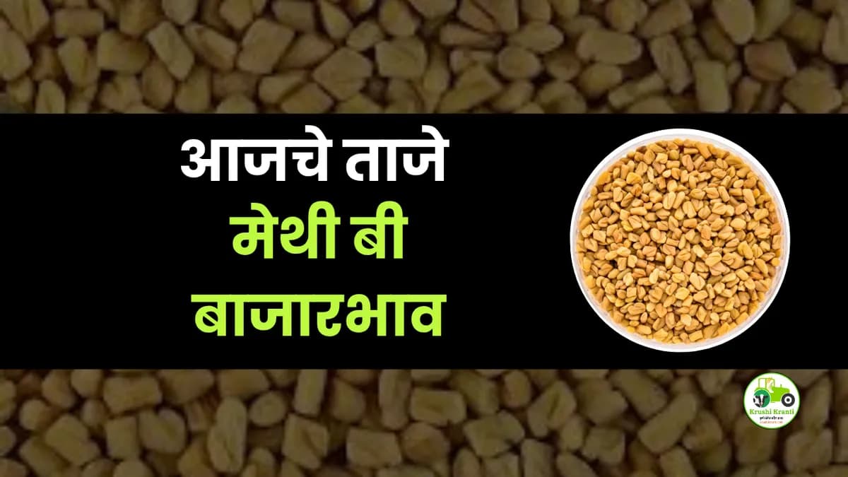 आजची मेथी बी बाजारभाव