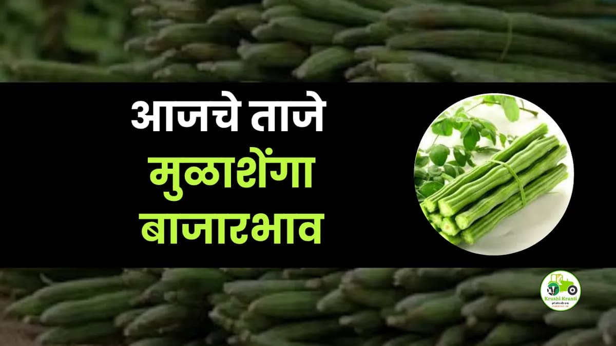 आजच्या मुळाशेंगा बाजारभाव