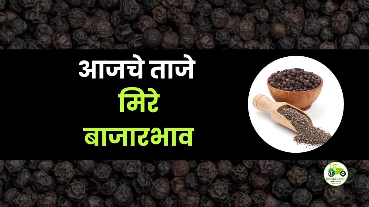 आजचे मिरे बाजारभाव