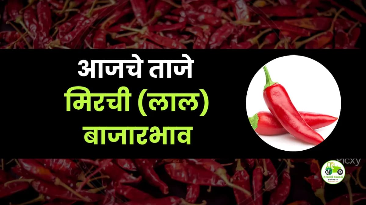 आजची मिरची (लाल) बाजारभाव
