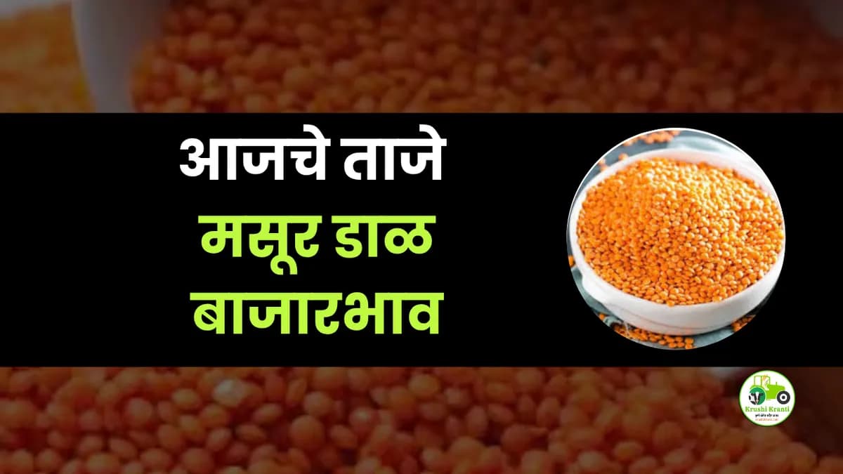 आजची मसूर डाळ बाजारभाव