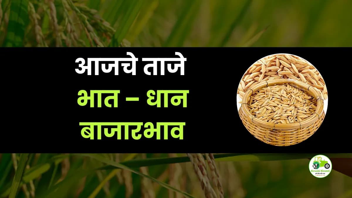 आजचे भात – धान बाजारभाव