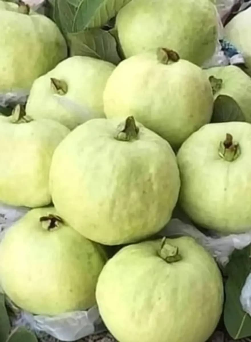 Tivan Pink Guava (पेरू) विक्रीसाठी उपलब्ध