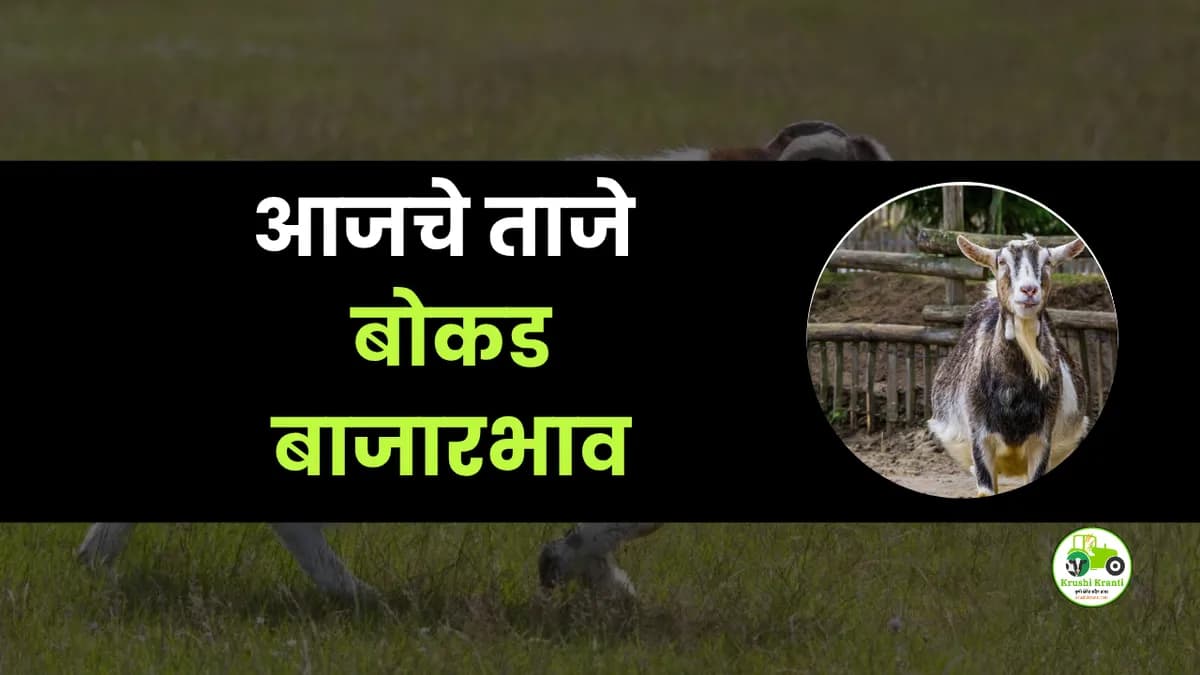 आजचे बोकड बाजारभाव