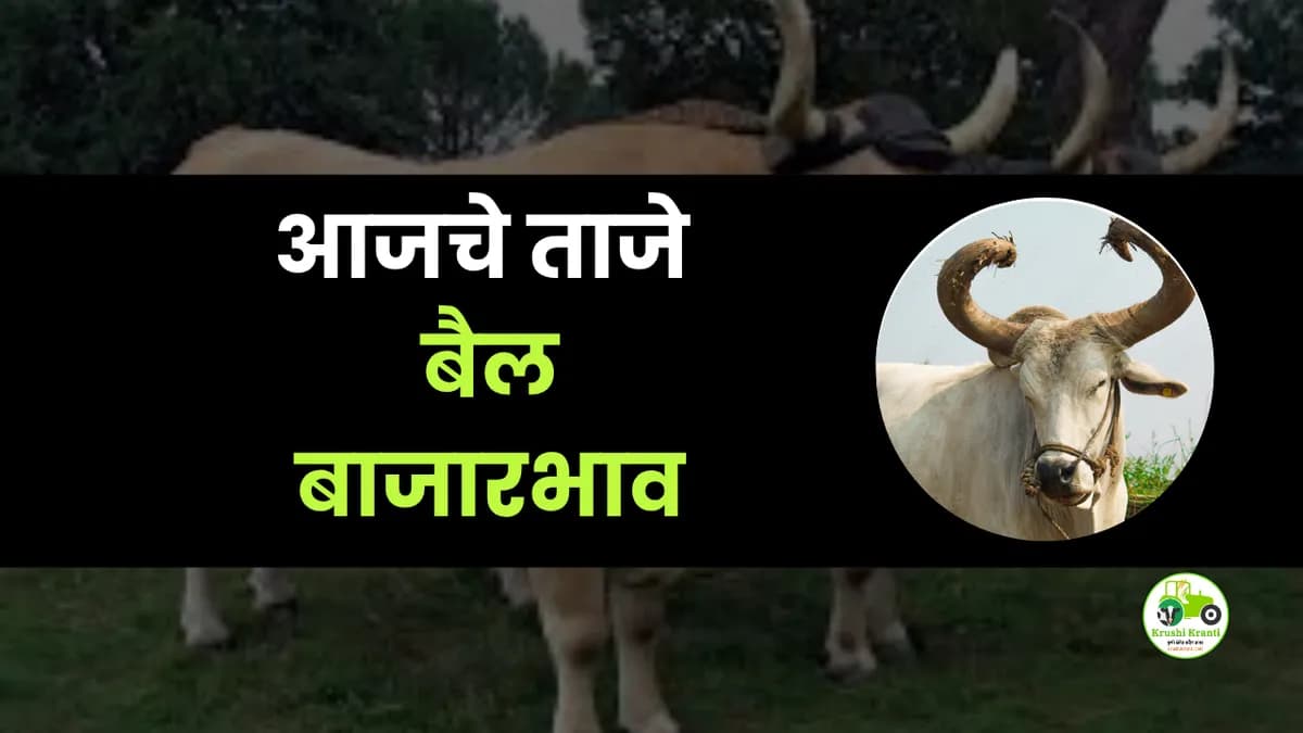 आजचे बैल बाजारभाव