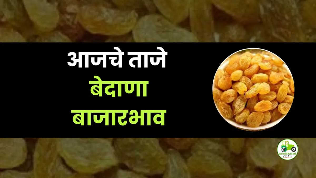 आजचे बेदाणा बाजारभाव