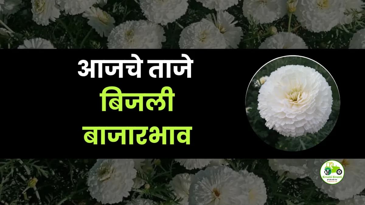 आजचे बिजली बाजारभाव