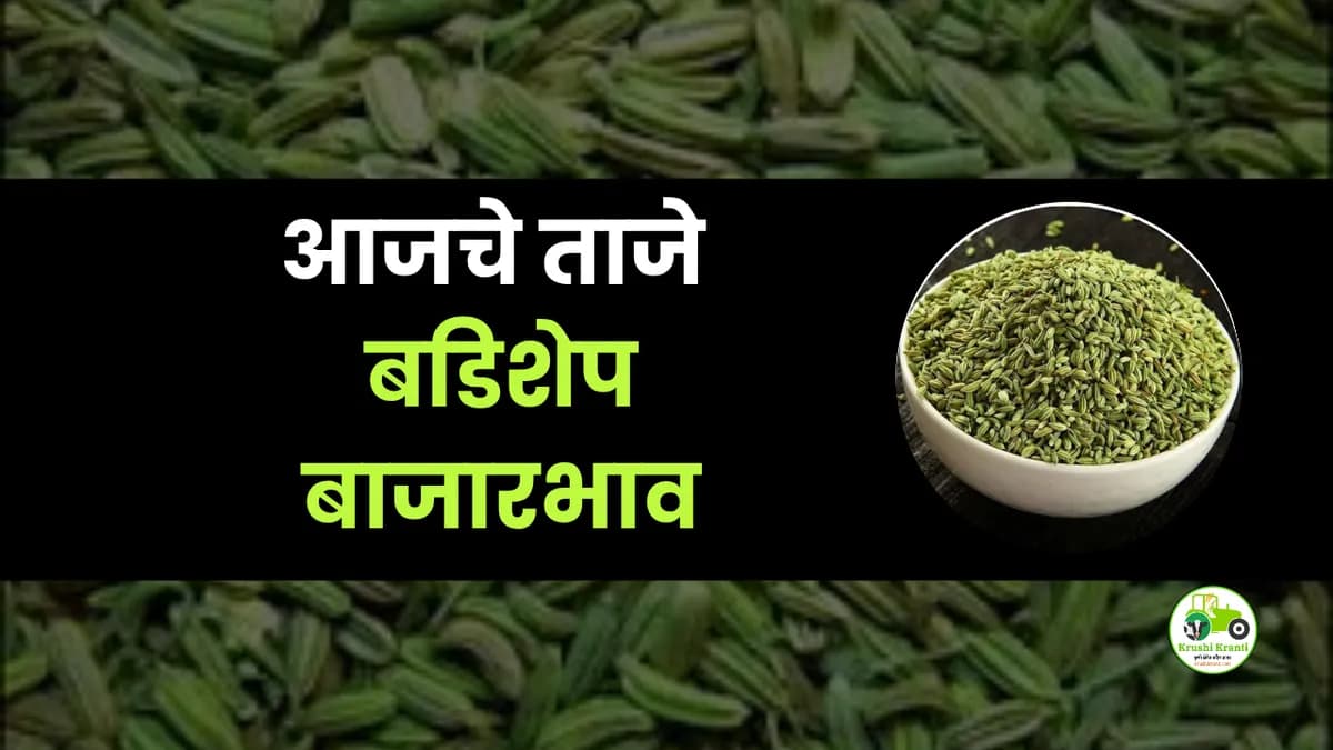 आजची बडिशेप बाजारभाव
