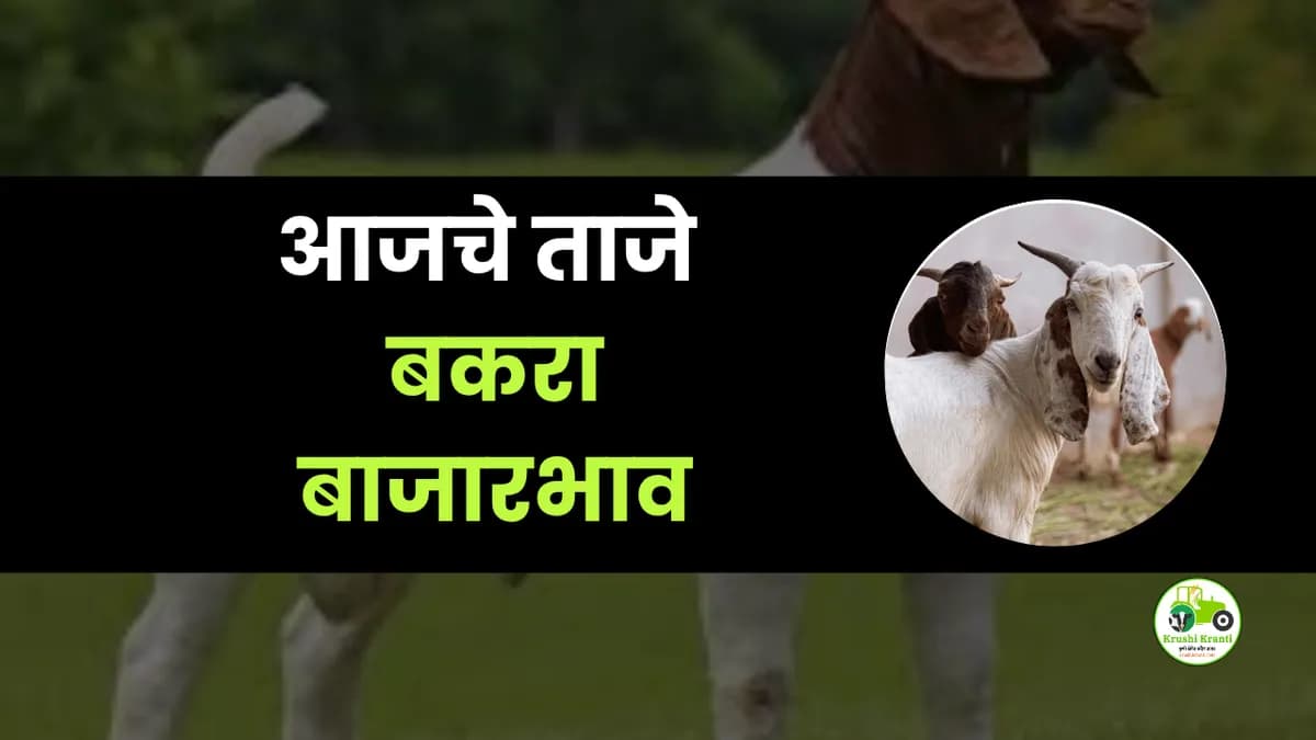 आजचे बकरा बाजारभाव
