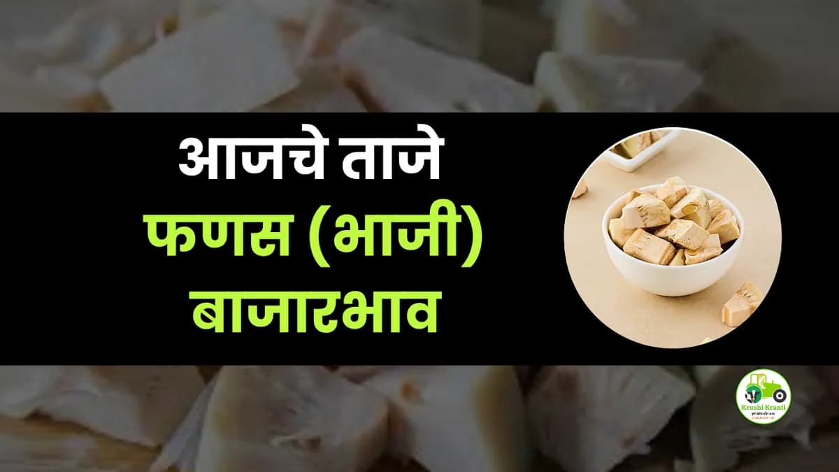 आजचा फणस (भाजी) बाजारभाव