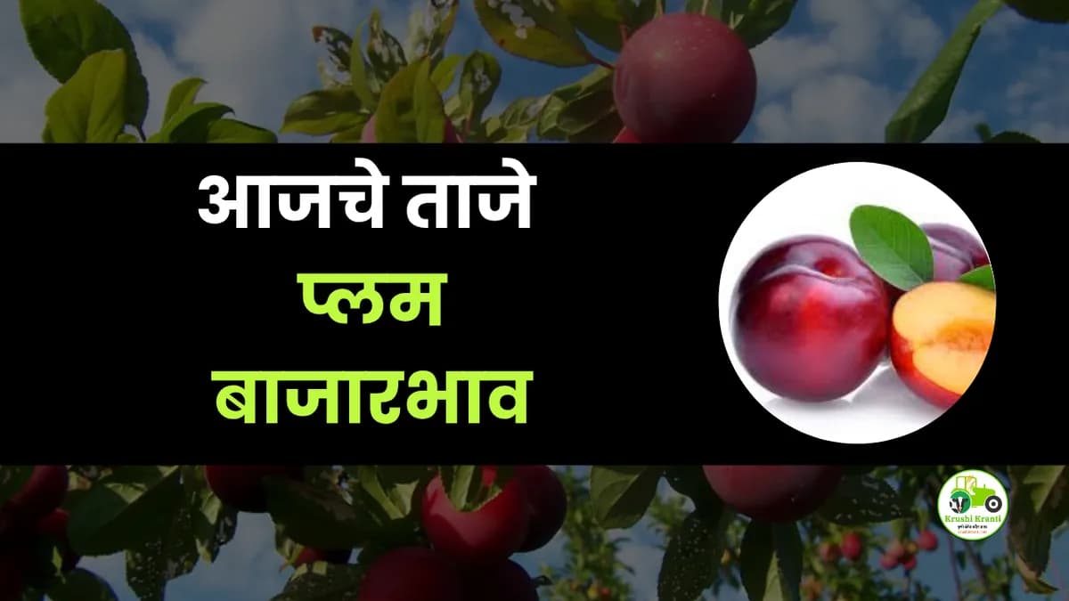 आजचे प्लम बाजारभाव