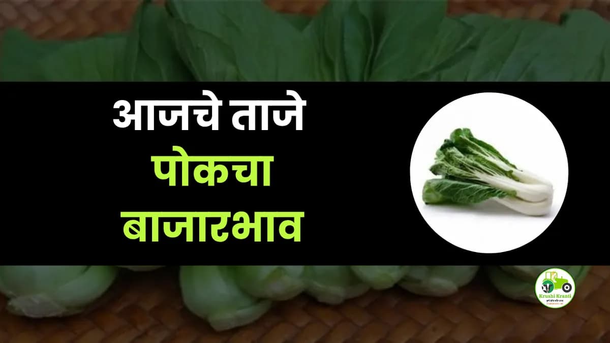 आजचे पोकचा बाजारभाव
