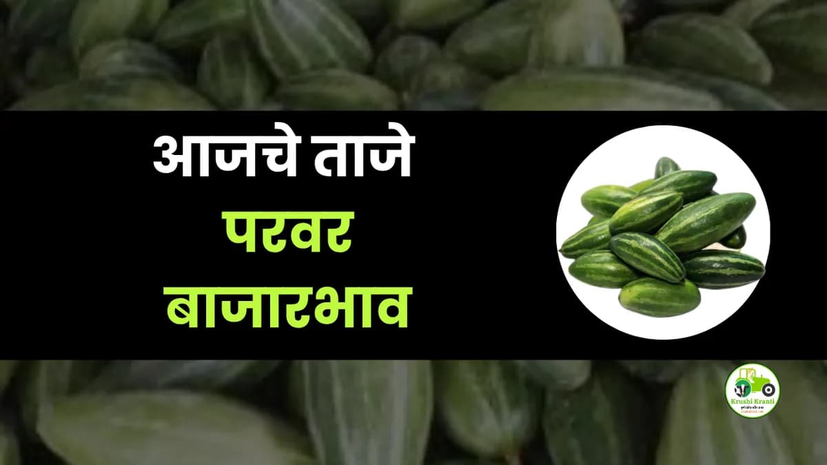 आजचे परवर बाजारभाव