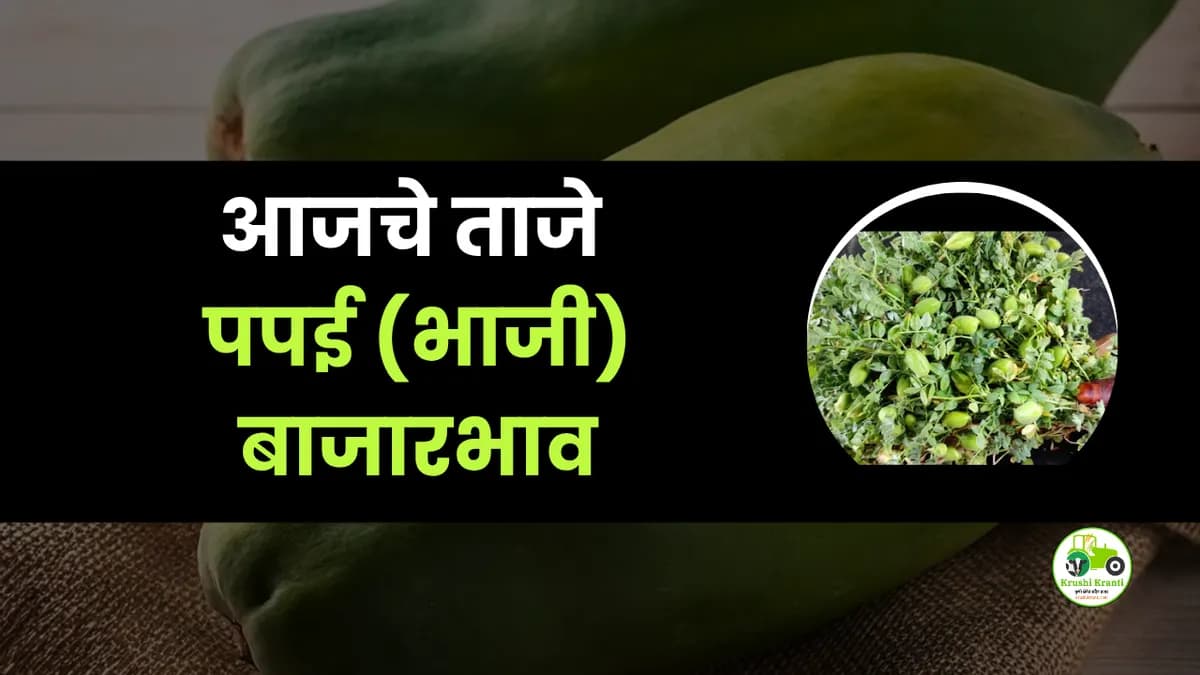 आजचे पपई बाजारभाव