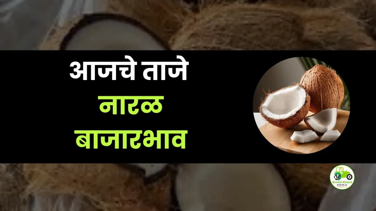 आजचे नारळ बाजारभाव