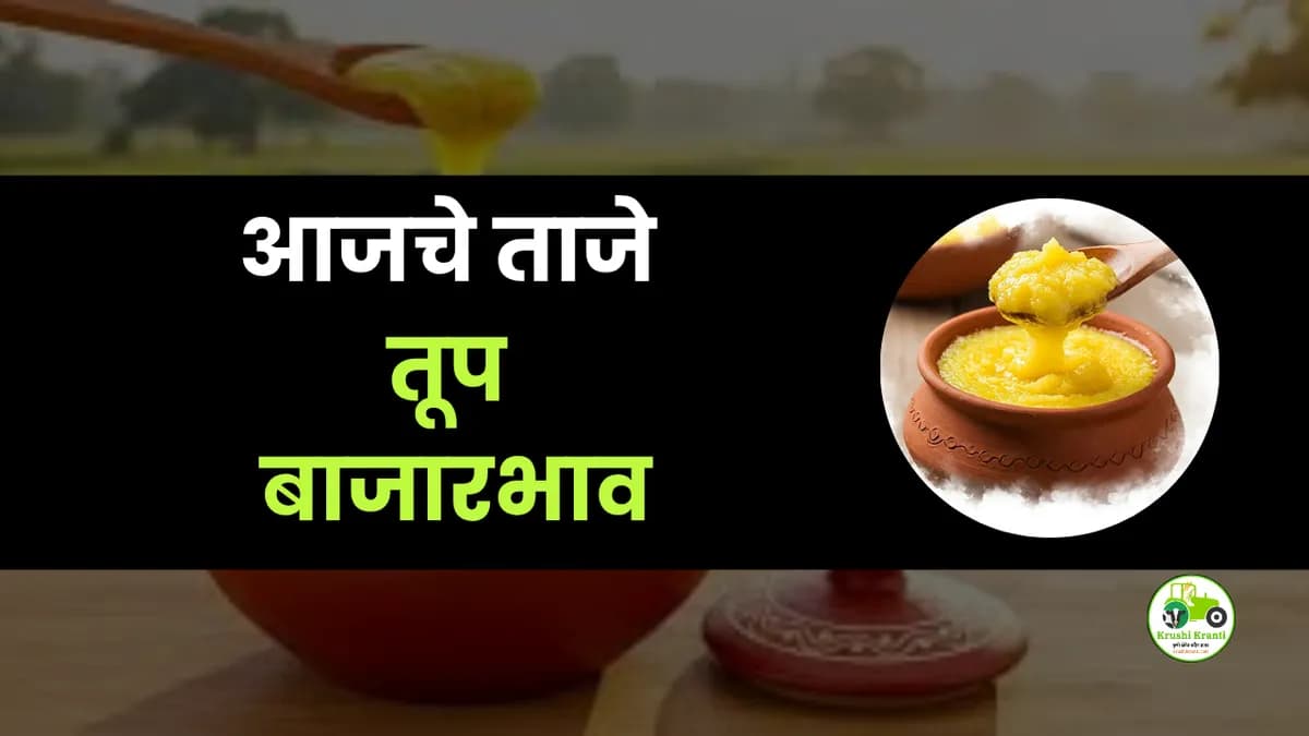 आजचे तूप बाजारभाव