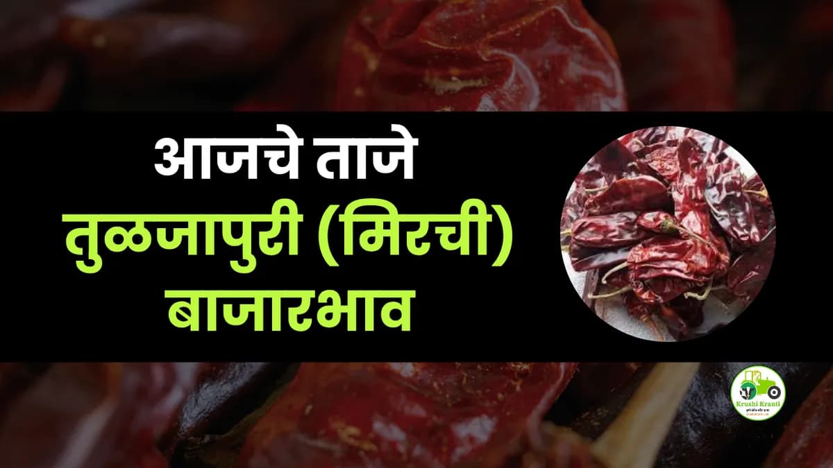 आजचे तुळजापुरी बाजारभाव