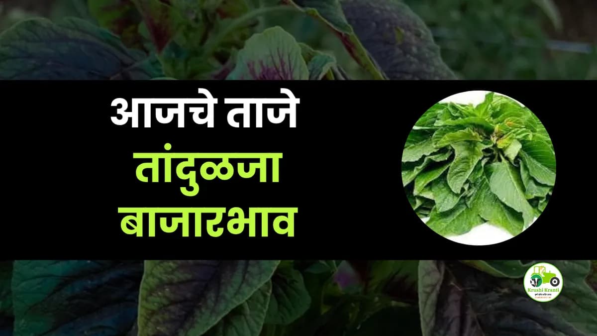 आजचे तांदुळजा बाजारभाव