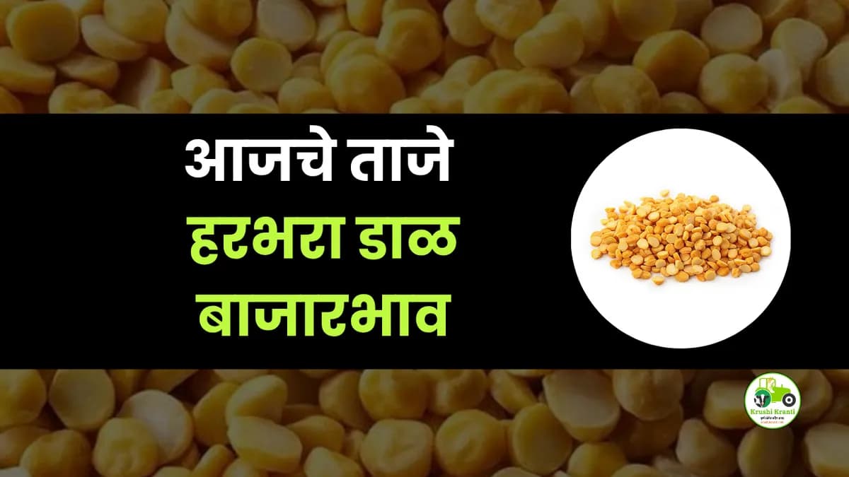 आजची हरभरा डाळ बाजारभाव