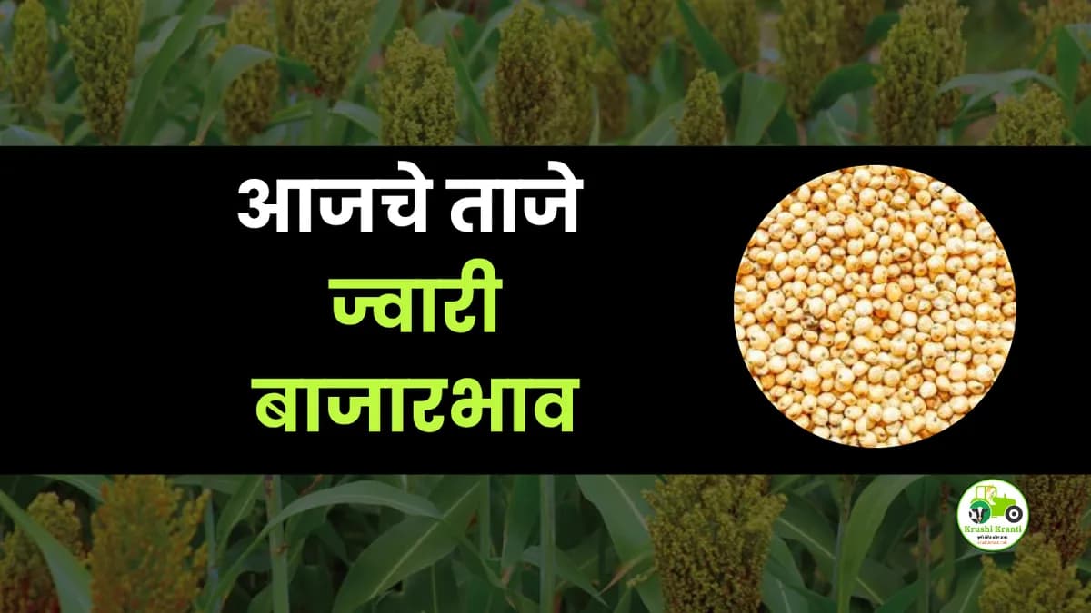 आजचे ज्वारी बाजारभाव