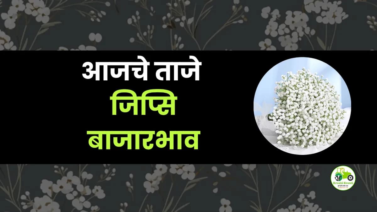आजचे जिप्सि बाजारभाव