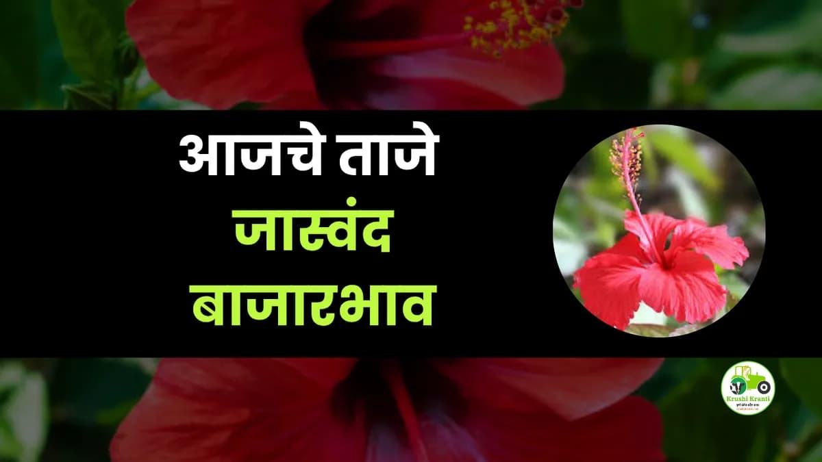 आजचे जास्वंद बाजारभाव