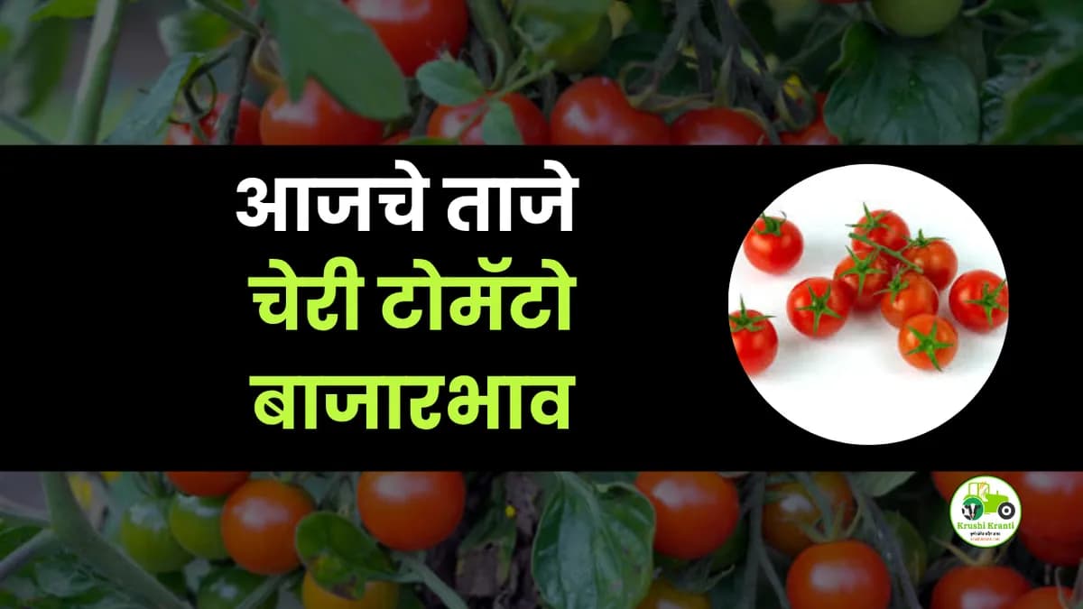 आजचे चेरी टोमॅटो बाजारभाव