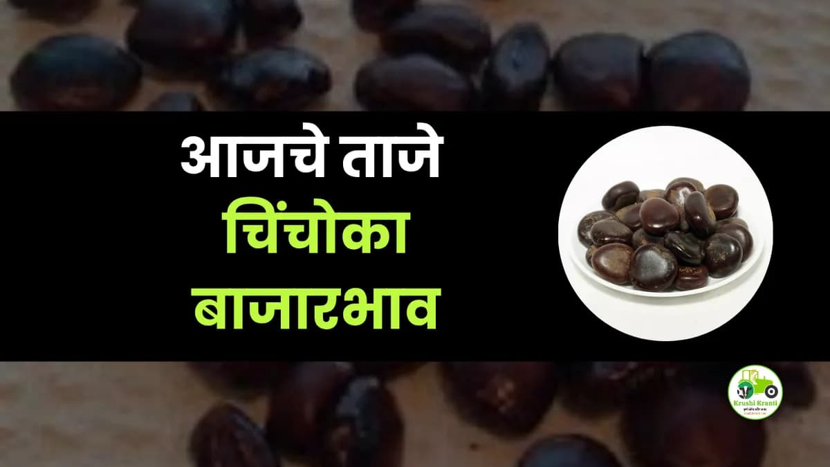 आजचे चिंचोका बाजारभाव