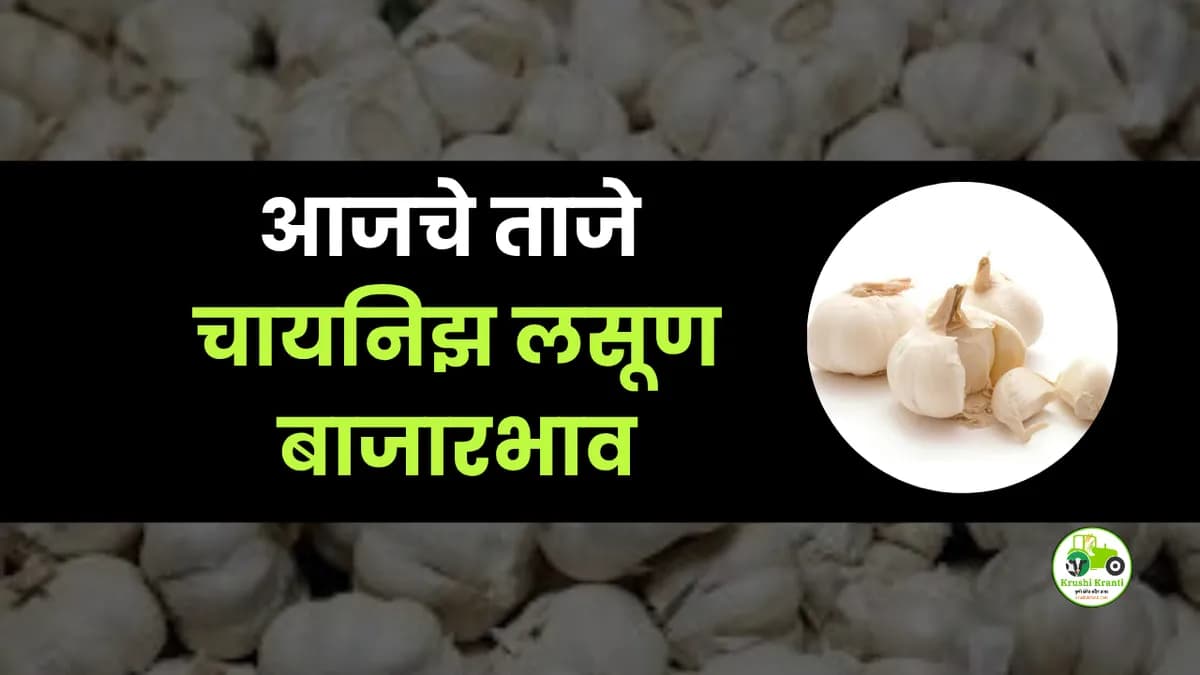 आजचे चायनिझ लसूण बाजारभाव