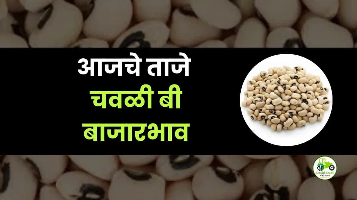 आजची चवळी बी बाजारभाव