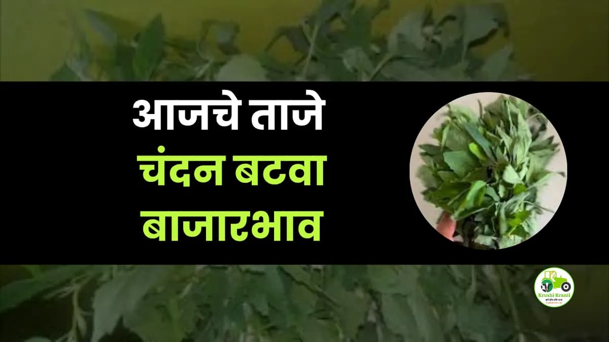 आजचे चंदन बटवा बाजारभाव