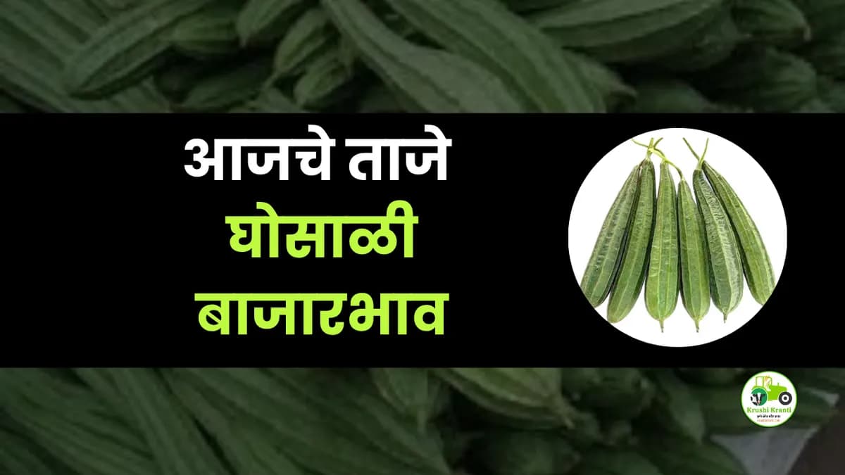 आजची घोसाळी (भाजी) बाजारभाव