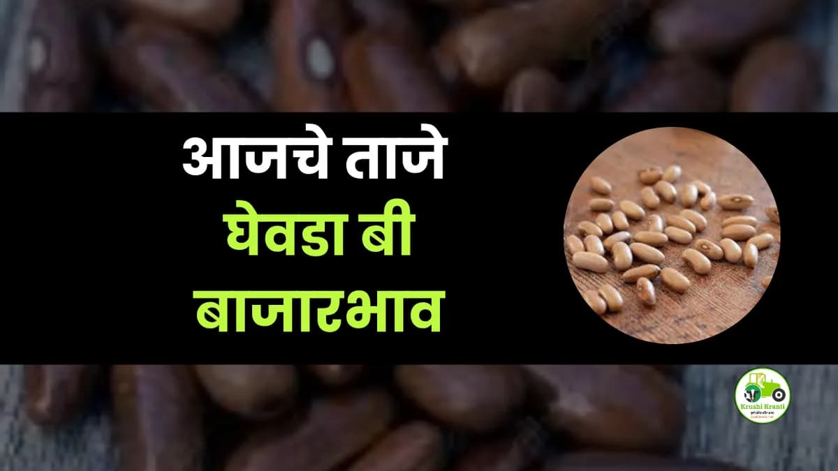 आजचे घेवडा बी बाजारभाव