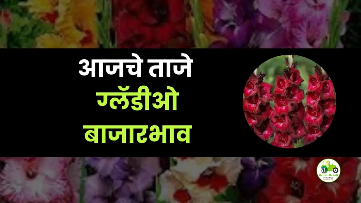 आजचे ग्लॅडीओ बाजारभाव