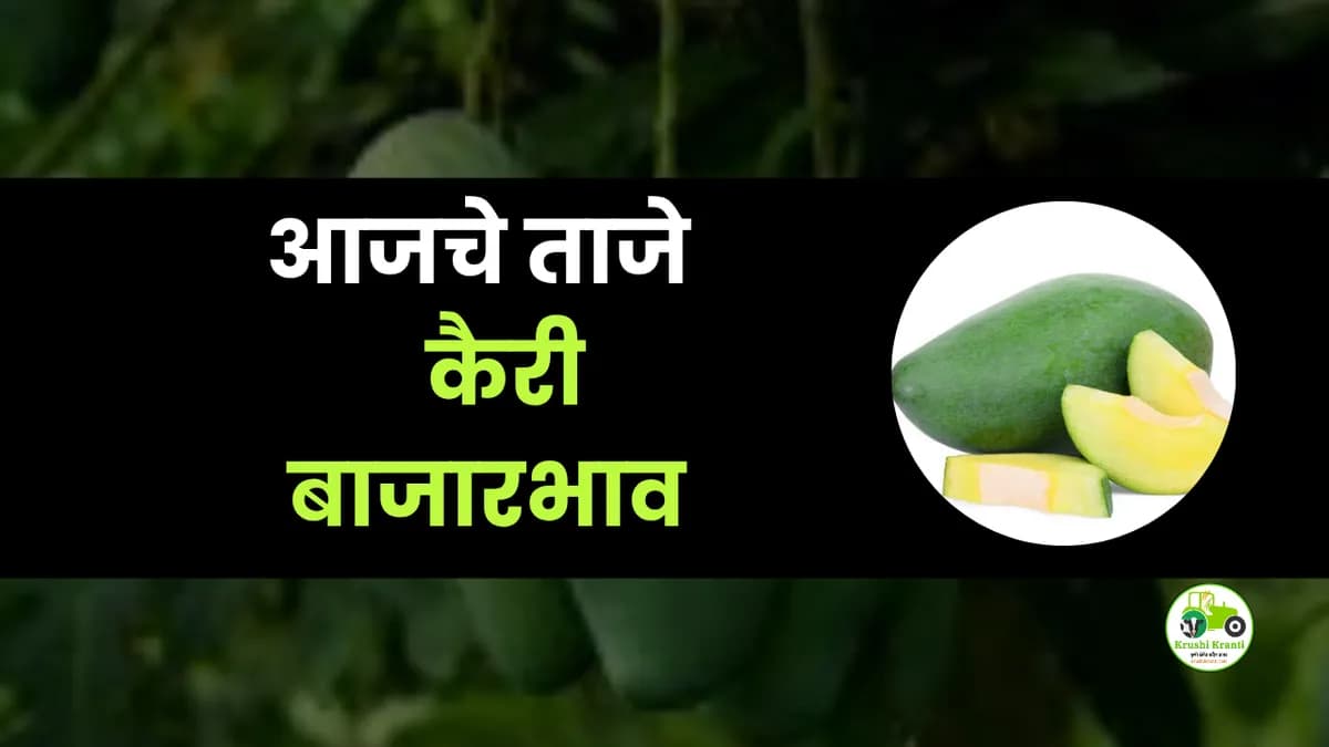 आजचे कैरी बाजारभाव