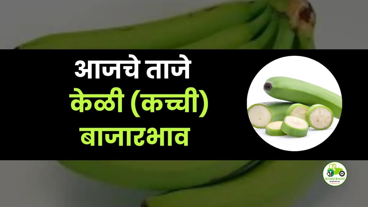 आजचे केळी (कच्ची) बाजारभाव