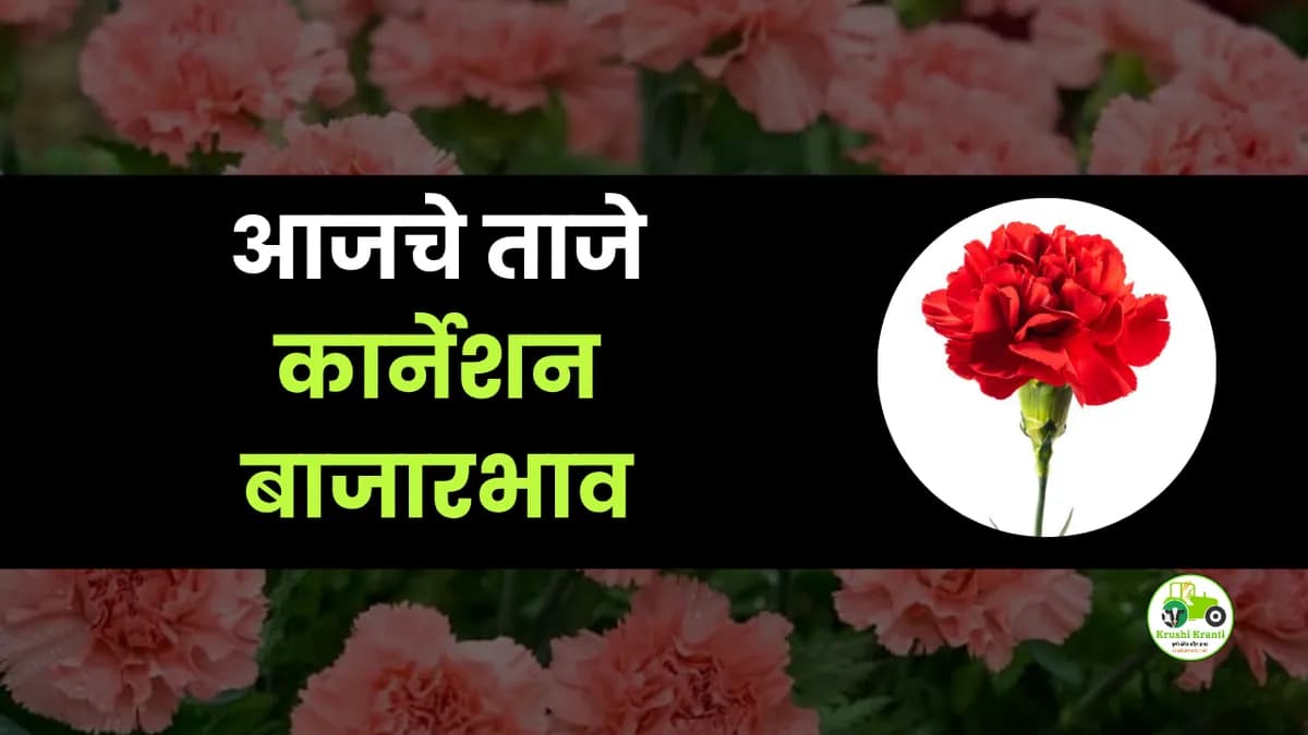 आजचे कार्नेशन बाजारभाव