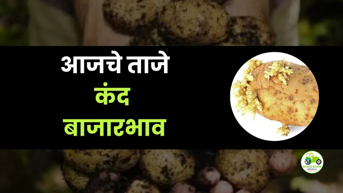 आजचे कंद बाजारभाव