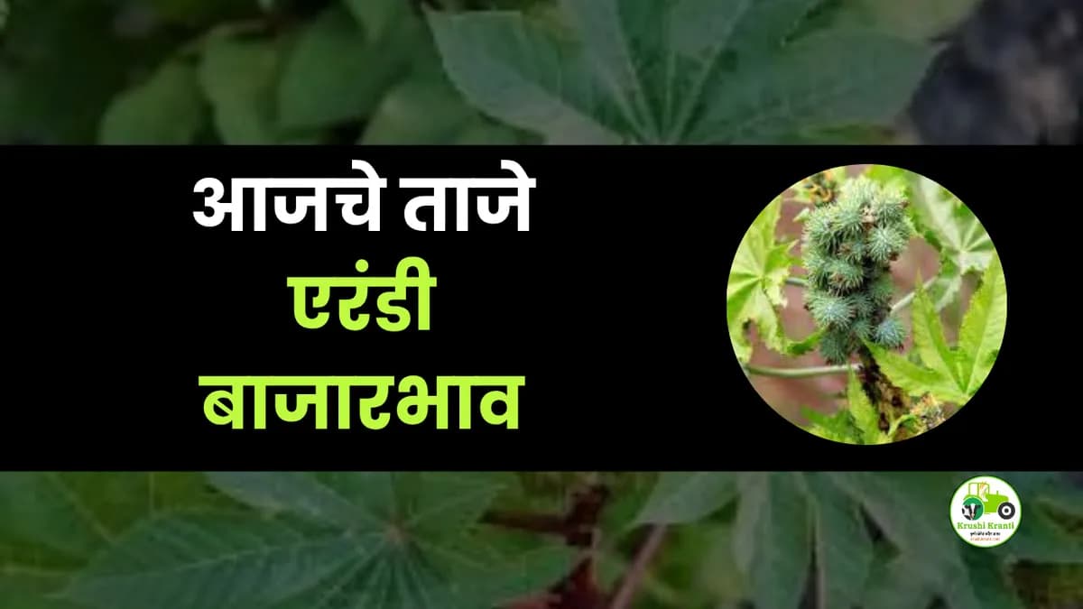 आजचे एरंडी बाजारभाव