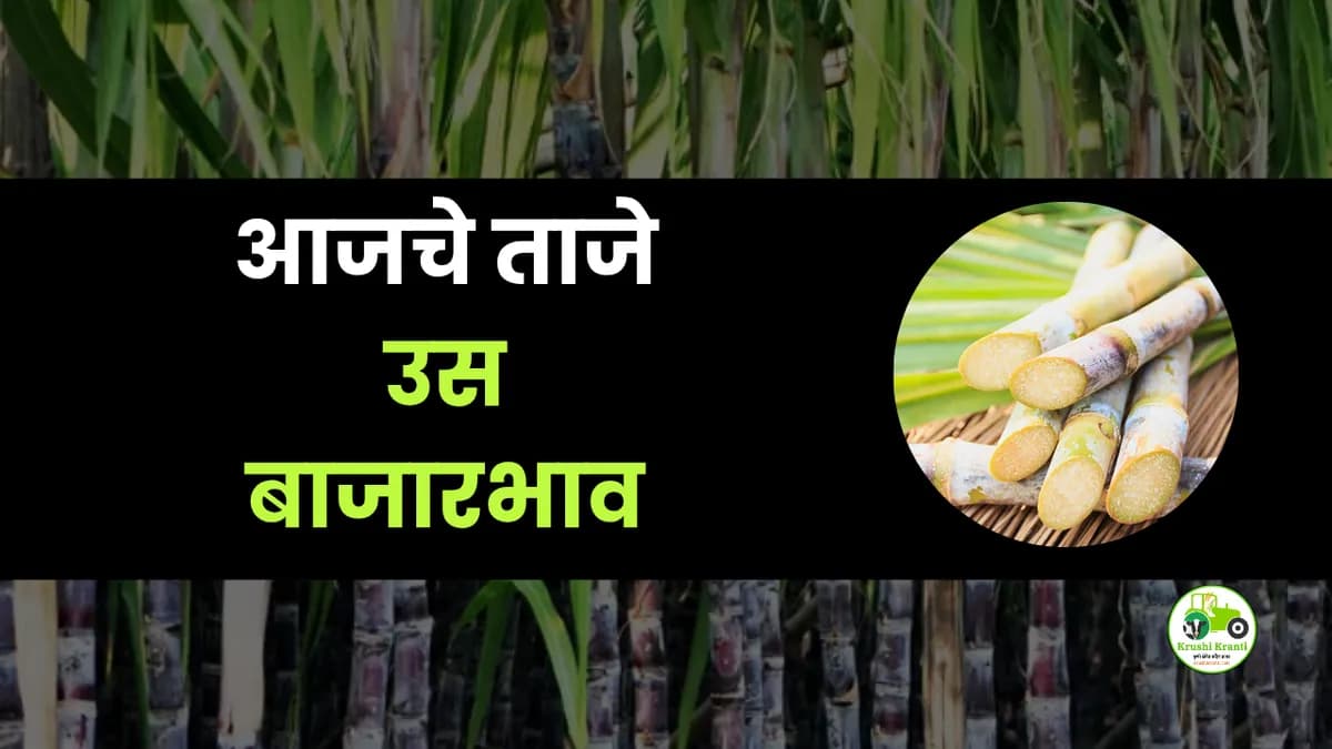 आजचा उस बाजारभाव