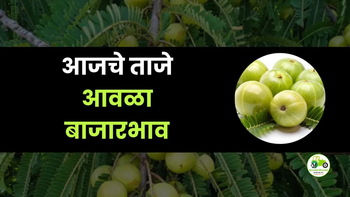 आजचे आवळा बाजारभाव