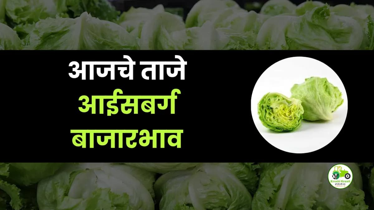 आजचे आईसबर्ग बाजारभाव