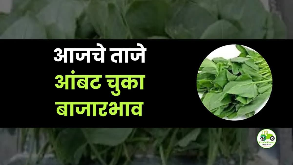 आजचे आंबट चुका बाजारभाव